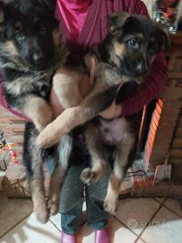 Cuccioli di pastore tedesco