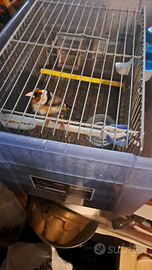 Cardellino ancestrale