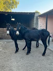 Coppia Asini Neri