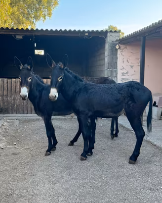 Coppia Asini Neri