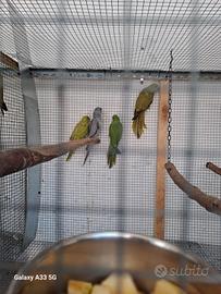 Parrocchetti dal collare