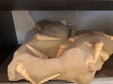 Fossile