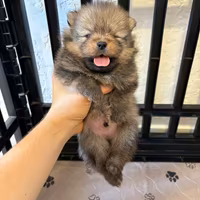 Cucciolo volpino pomerania TOY orange di 2 mesi