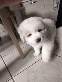 Cuccioli di maremmano