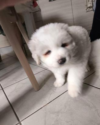 Cuccioli di maremmano