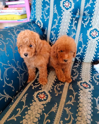 Barboncino Toy con Pedigree ENCI