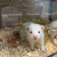 Coppia di furetti albini