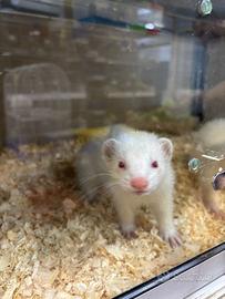 Coppia di furetti albini