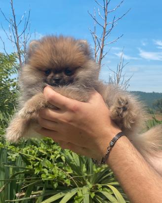 Spitz Pomerania Nano