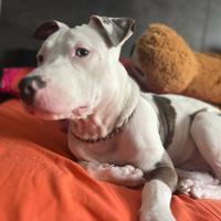 Pitbull amstaff 9 mesi