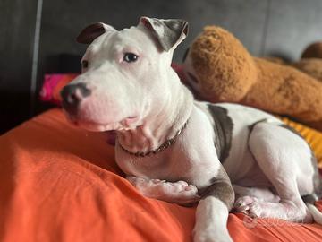 Pitbull amstaff 9 mesi