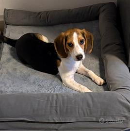 Beagle 9 mesi
