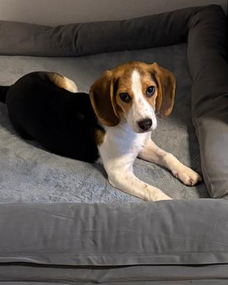 Beagle 9 mesi