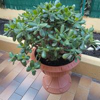 pianta albero di giada / crassula ovata