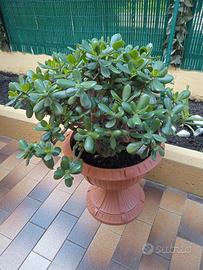 pianta albero di giada / crassula ovata