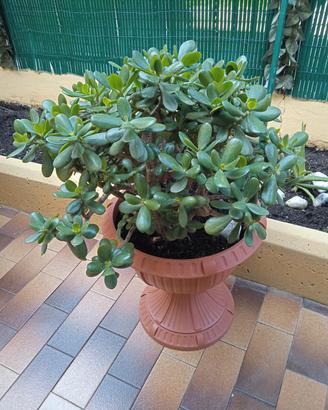 pianta albero di giada / crassula ovata