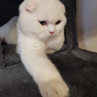 Scottish fold per accoppiamento