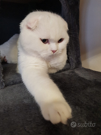 Scottish fold per accoppiamento