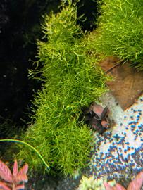 riccia fluitans piante acquario 