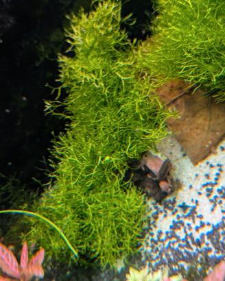 riccia fluitans piante acquario 