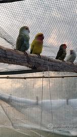 Inseparabili roseicollis