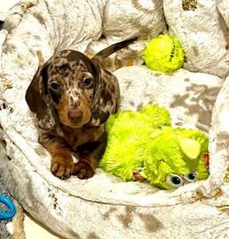 Cuccioli di bassotti merle