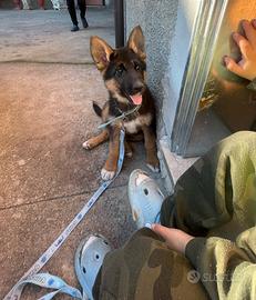 Cucciola pastore tedesco