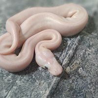 Pitone reale Blue Eyes Leucistic BEL (leucistico)