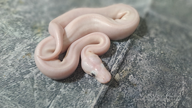 Pitone reale Blue Eyes Leucistic BEL (leucistico)