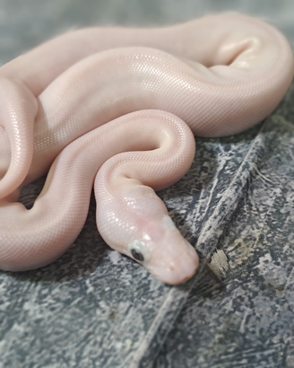 Pitone reale Blue Eyes Leucistic BEL (leucistico)