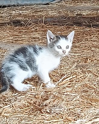 Gattini