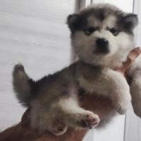 Alaskan malamute