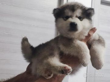 Alaskan malamute