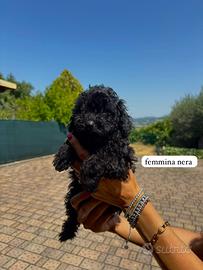 Barboncini toy