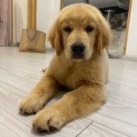 Golden Retriever Americano