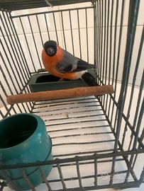 Ciuffolotto Mayor 2025