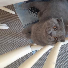 Cuccioli Scottish fold e Scottish straight 