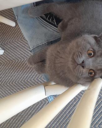 Cuccioli Scottish fold e Scottish straight 