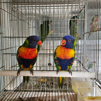 Lory arcobaleno