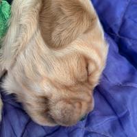 Cucciolo 5 mesi golden retriever inglese