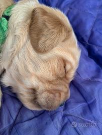 Cucciolo 5 mesi golden retriever inglese