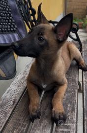 Cucciole di pastore belga Malinois