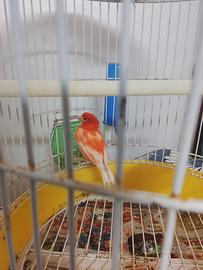 Canarino