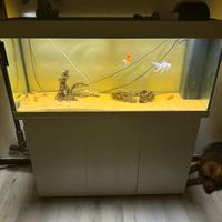 Acquario Juwel 240lt