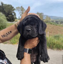 Cucciola cane corsa black