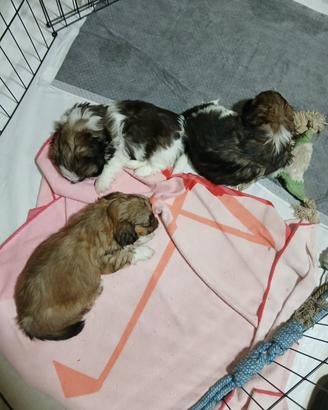 Cuccioli shitzu