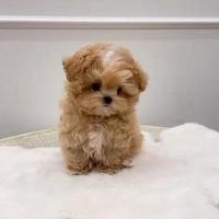 Maltipoo - maltipo cuccioli