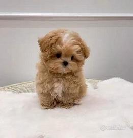 Maltipoo - maltipo cuccioli