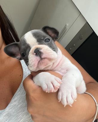 Bulldog francese