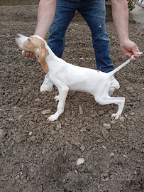 Pointer